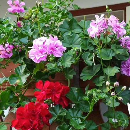 Casa De Vacanta Zsenik Vendeghaz Sovata Exteriér fotografie