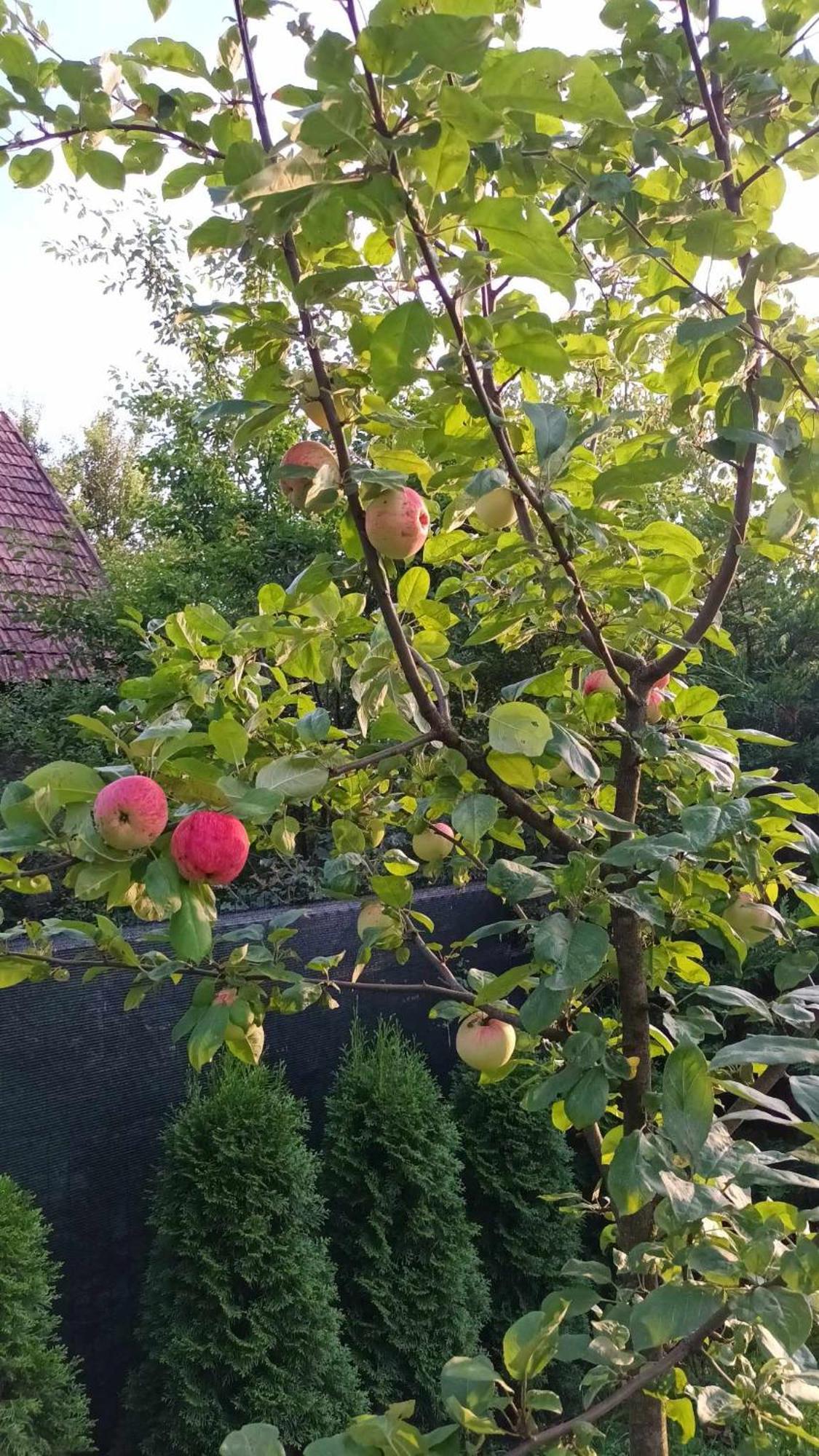 Casa De Vacanta Zsenik Vendeghaz Sovata Exteriér fotografie